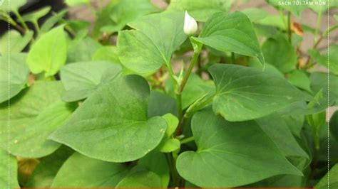 Fish Mint (Herb) – Diếp Cá .